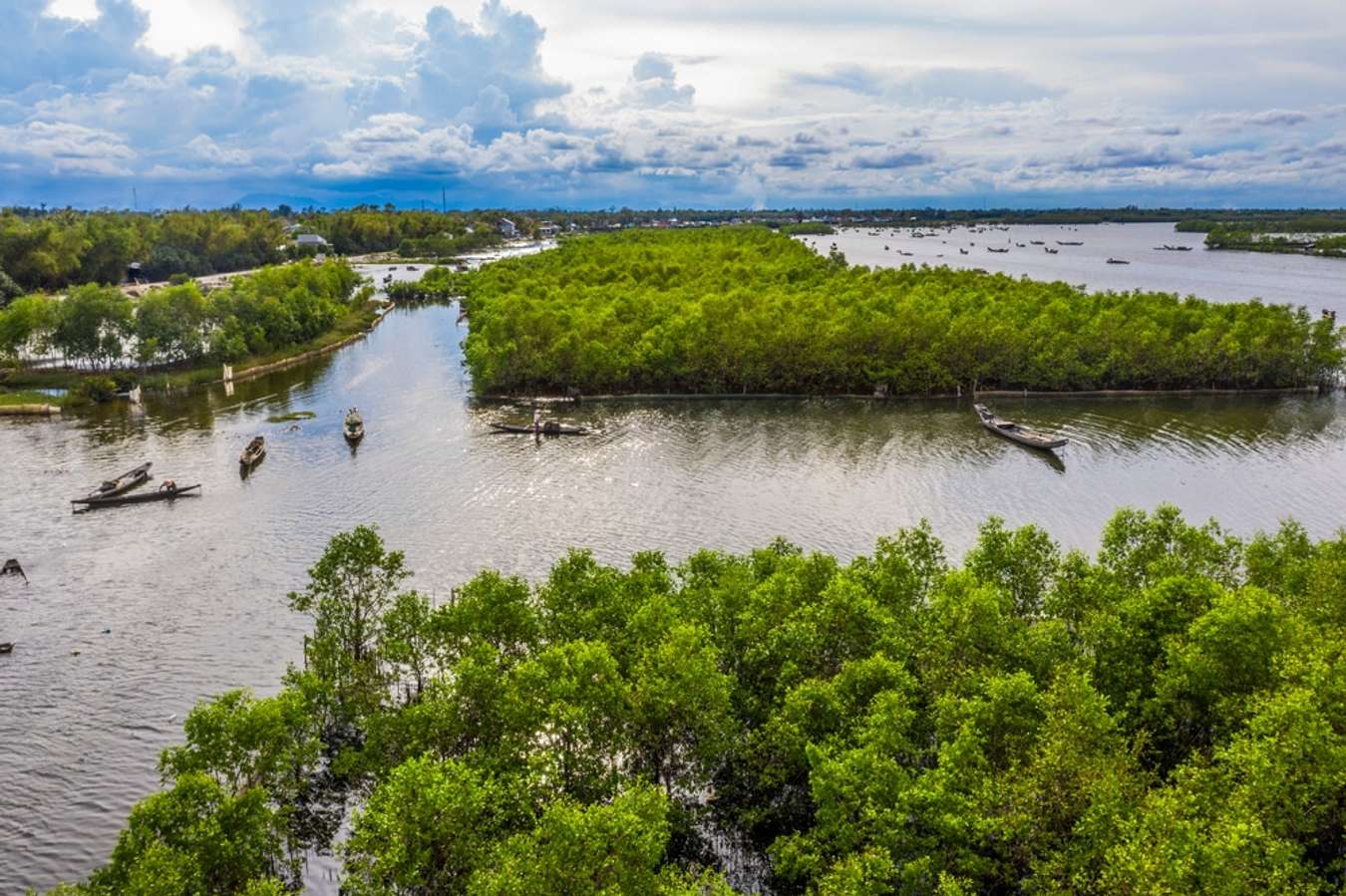 Rừng ngập mặn Rú Chá