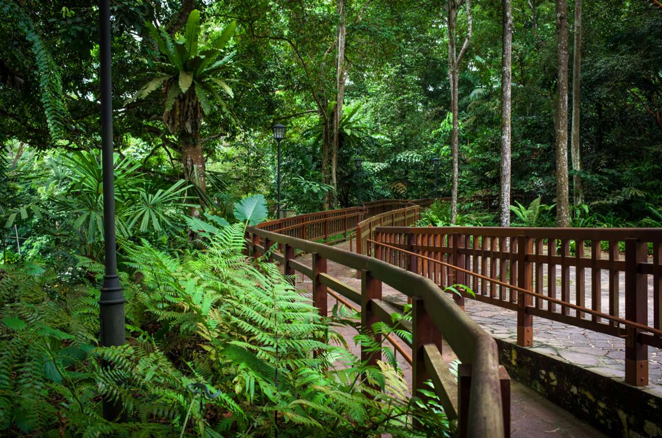Bukti Timah Nature Reserve - Places to Chill in Singapore