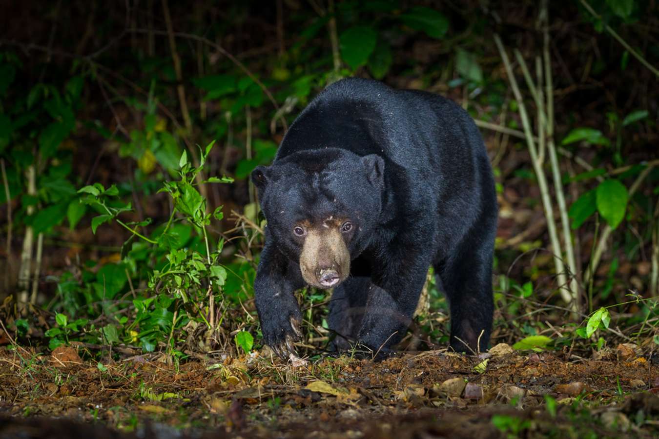 Beruang Hitam - Fauna Endemik Thailand - Shutterstock