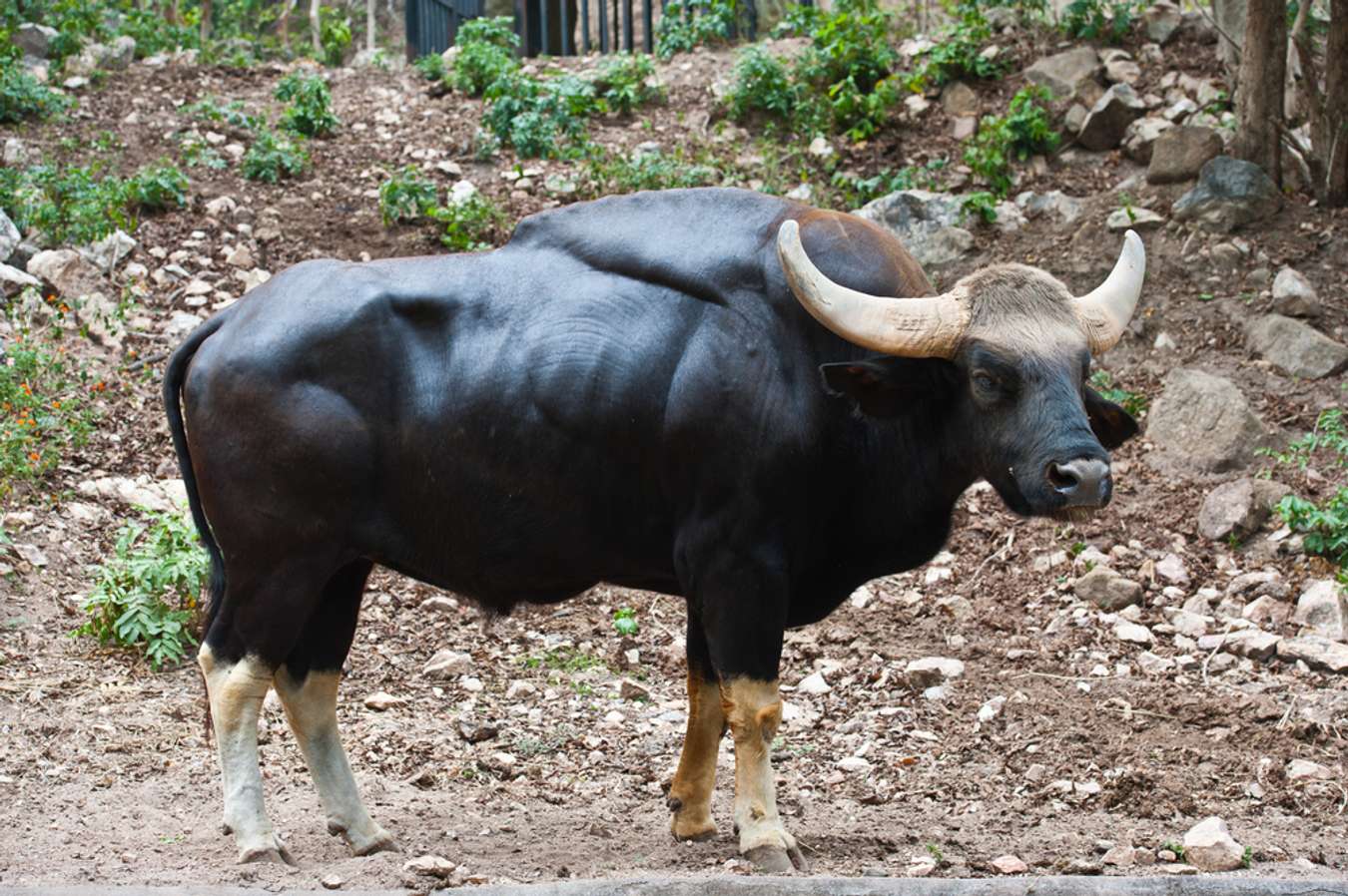 Indian Bison - Fauna Endemik Thailand - Shutterstock