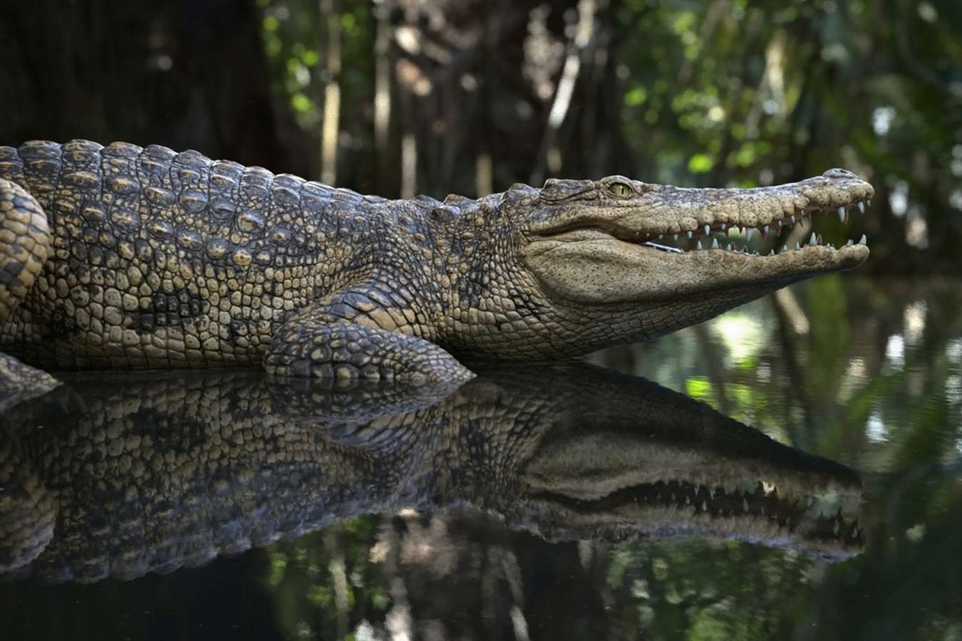 Buaya Siam - Fauna Endemik Thailand - Shutterstock