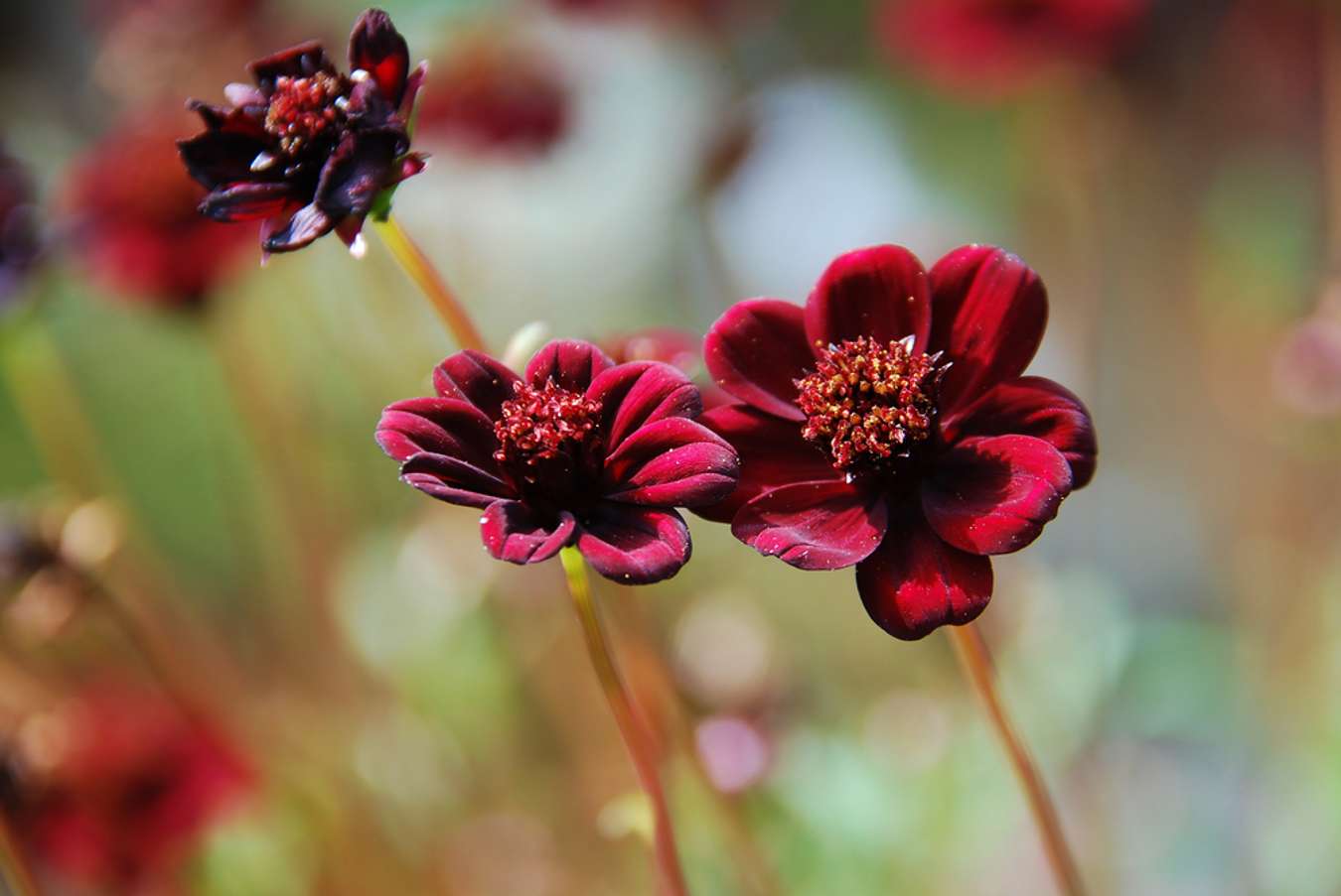 Chocolate Cosmos - Bunga Langka Dunia - Shutterstock