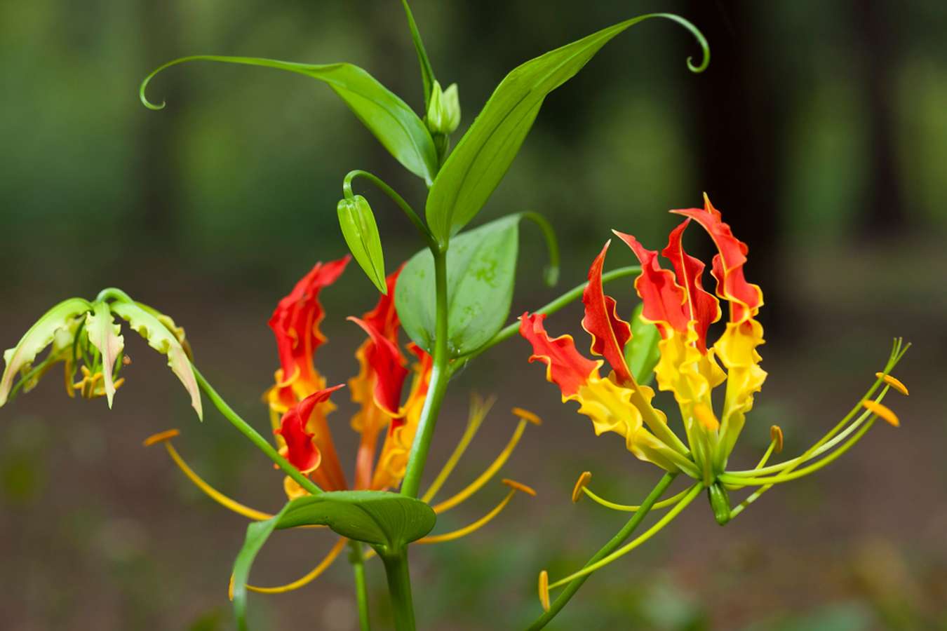 Flame Lily - Bunga Langka Dunia - Shutterstock