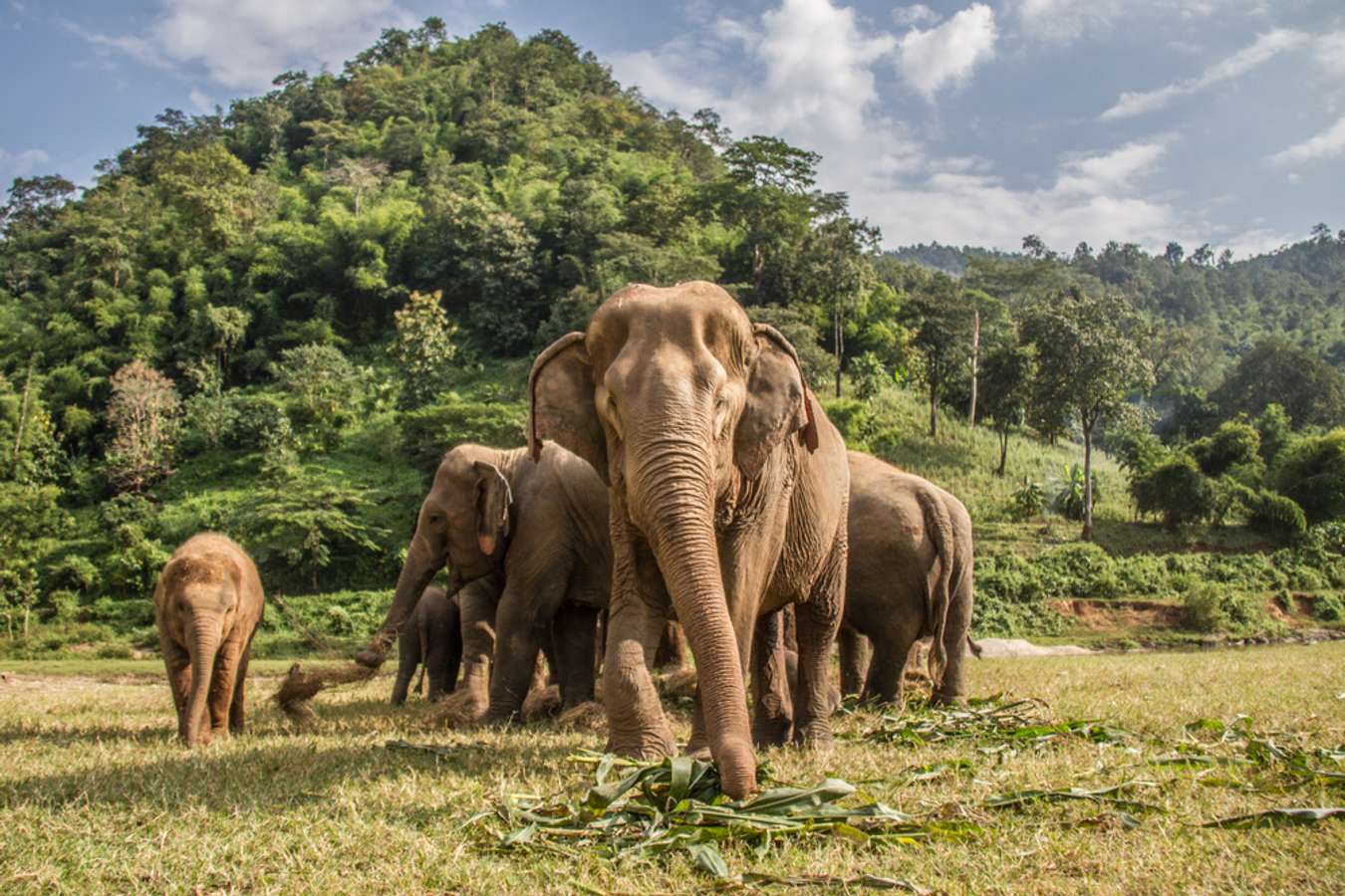 Gajah Asia - Fauna Endemik Thailand - Shutterstock