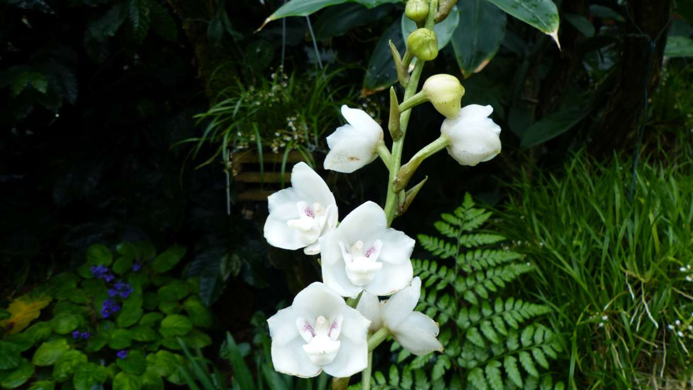 Ghost Orchid - Bunga Langka Dunia - Shutterstock