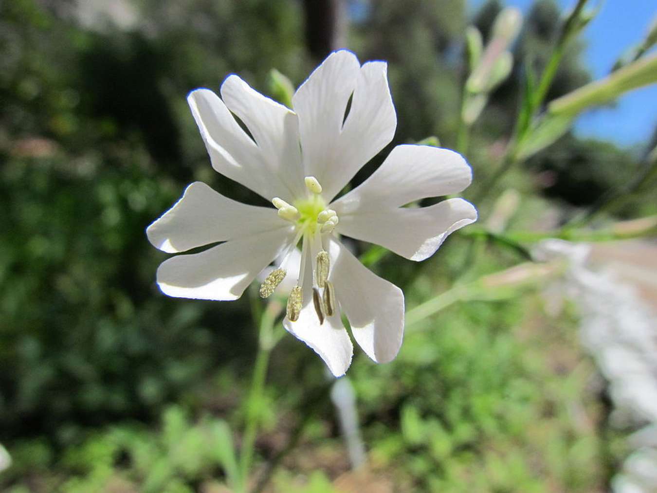 Gibraltar Campion - Bunga Langka Dunia - Wikipedia