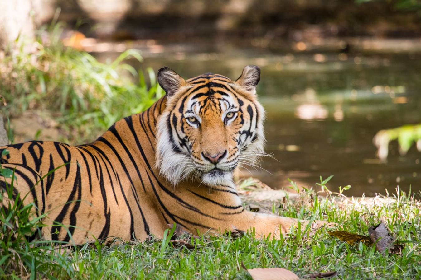 Harimau Indochina - Fauna Endemik Thailand - Shutterstock