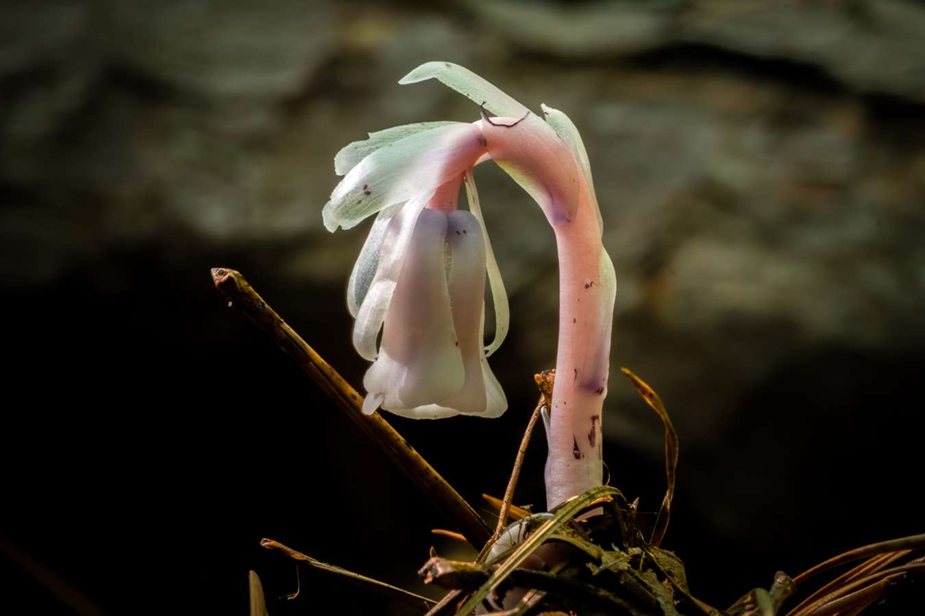 Indian Pipe - Bunga Langka Dunia - Shutterstock