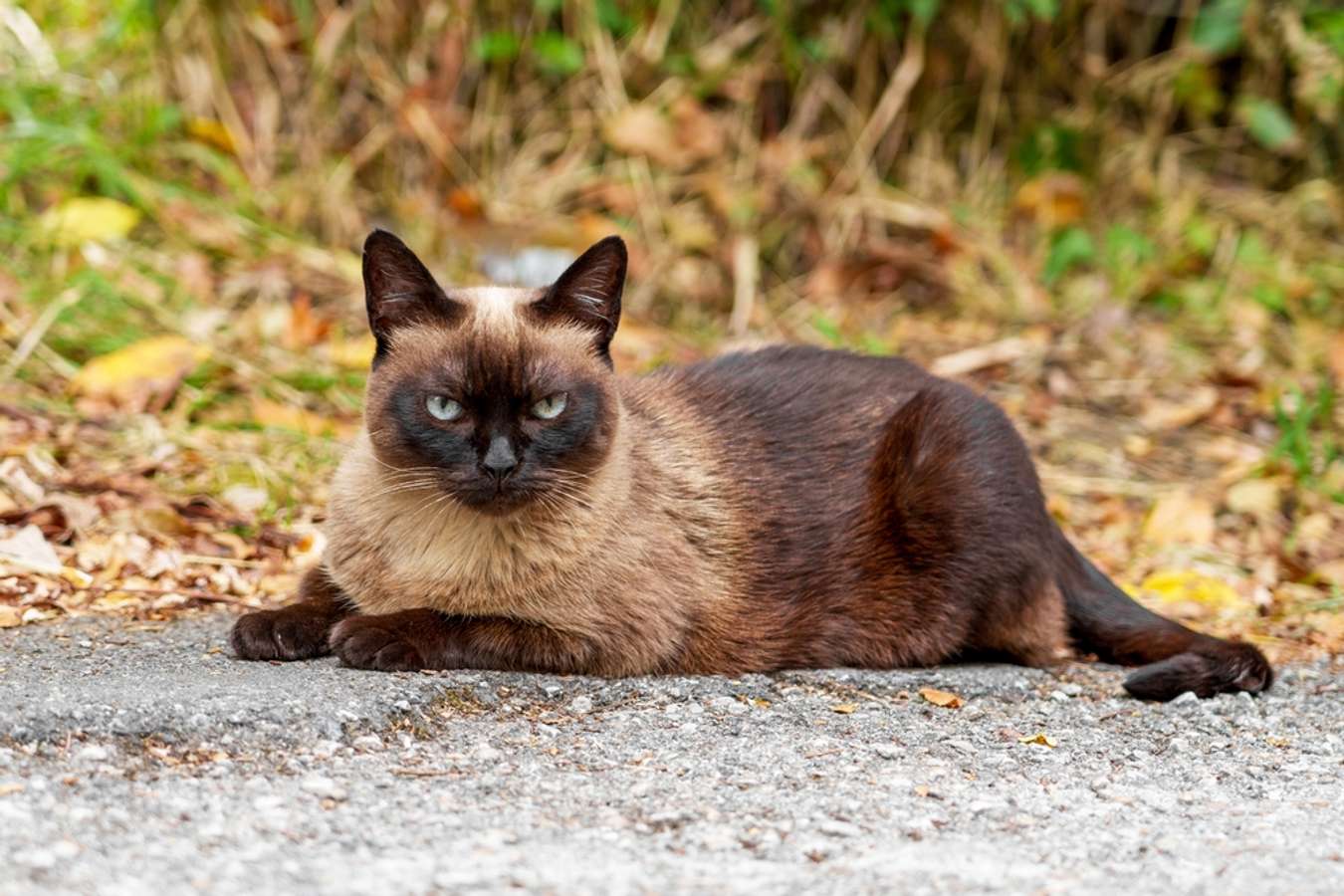 Kucing Siam - Fauna Endemik Thailand - Shutterstock