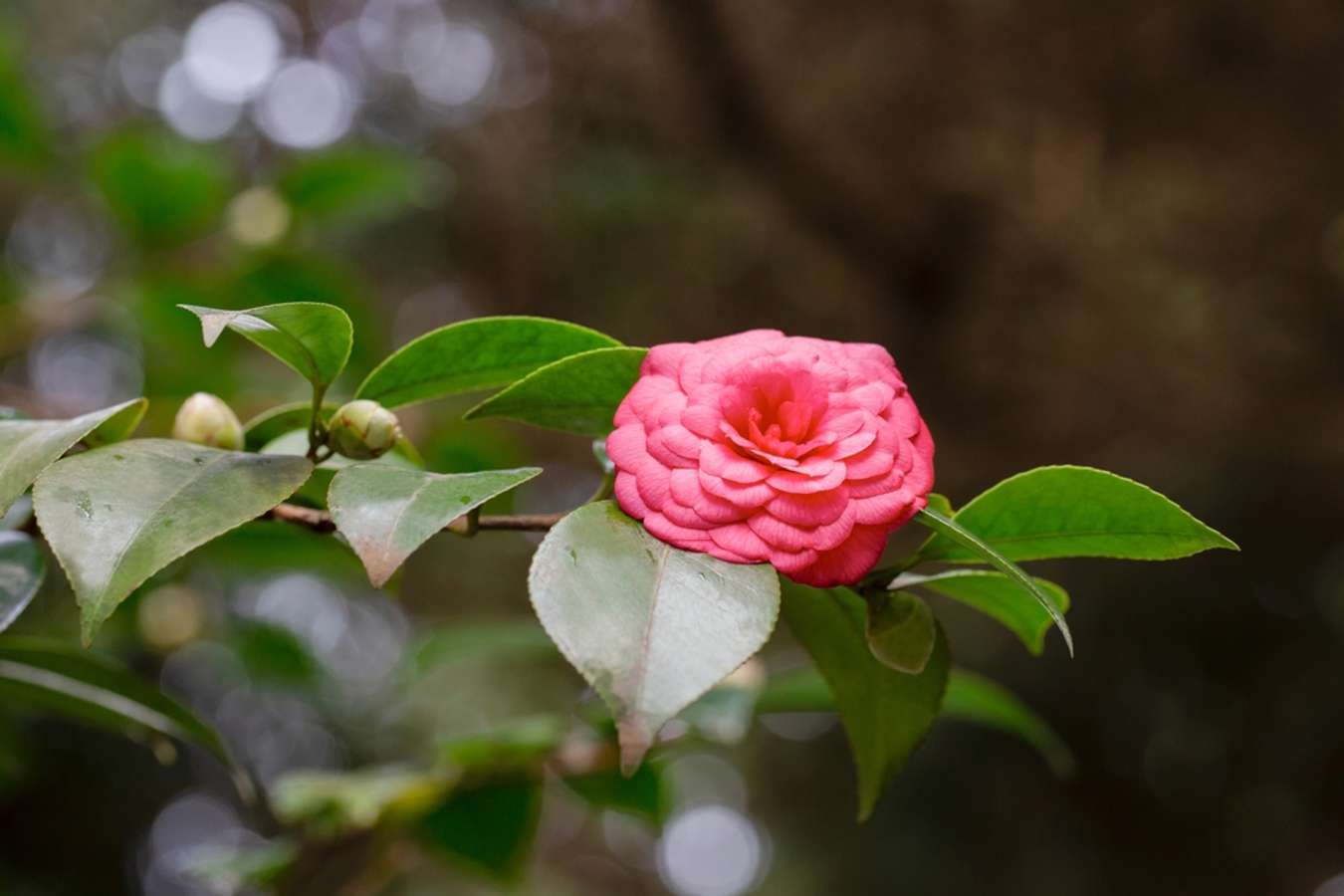 Middlemist Camelia - Bunga Langka Dunia - Shutterstock