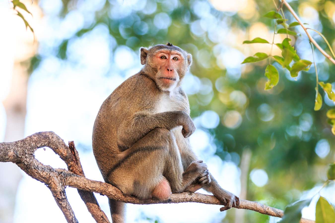 Monyet ekor Panjang - Fauna Endemik Thailand - Shutterstock