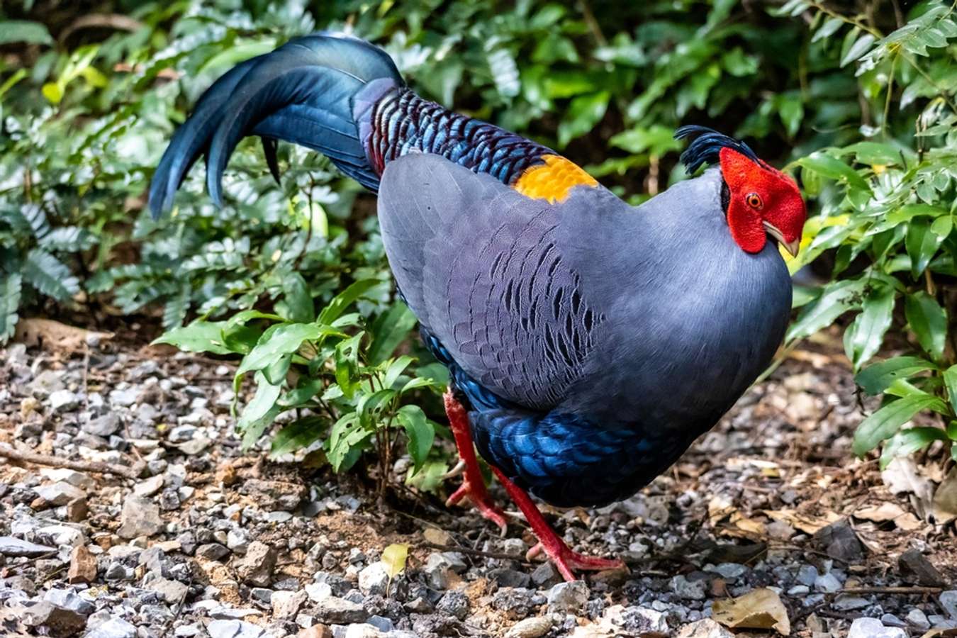 Siamese Fireback - Fauna Endemik Thailand - Shutterstock