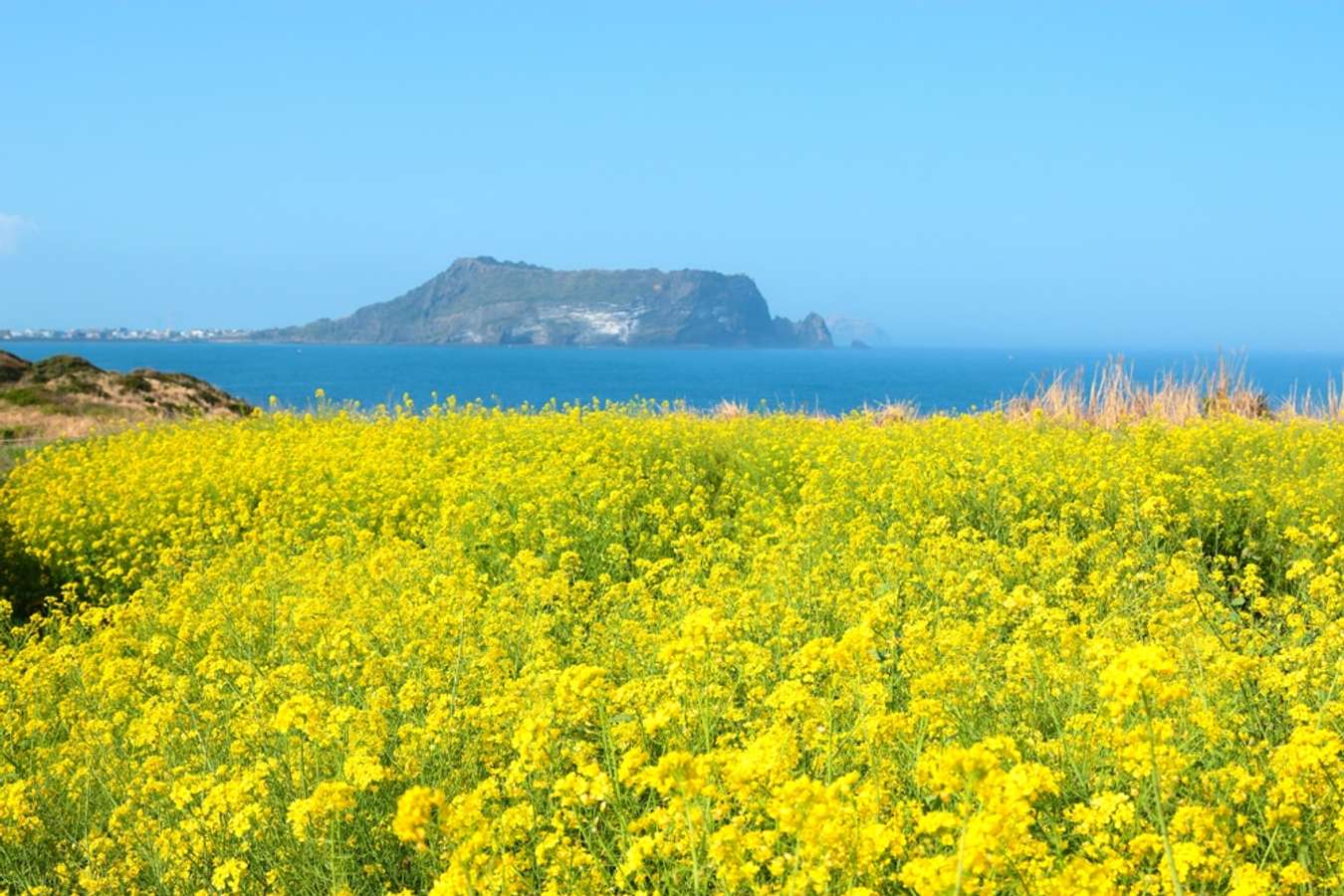 Đảo Jeju vào mùa xuân