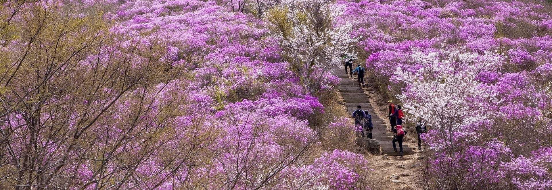 Bật mí các điểm ngắm cảnh đẹp Hàn Quốc mùa xuân cực cuốn hút