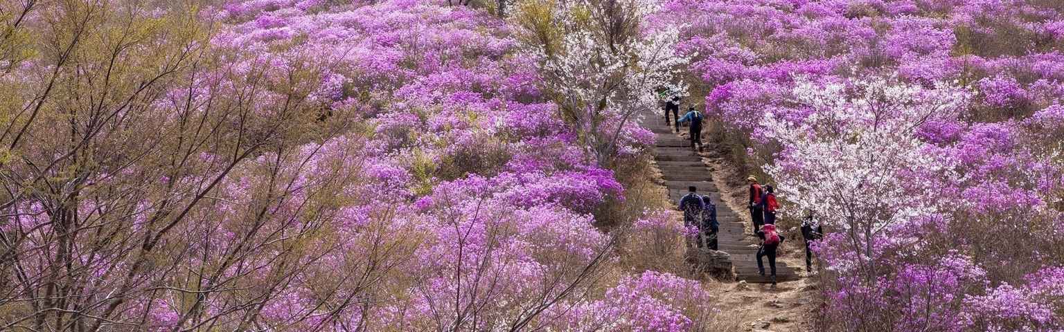 Bật mí các điểm ngắm cảnh đẹp Hàn Quốc mùa xuân cực cuốn hút