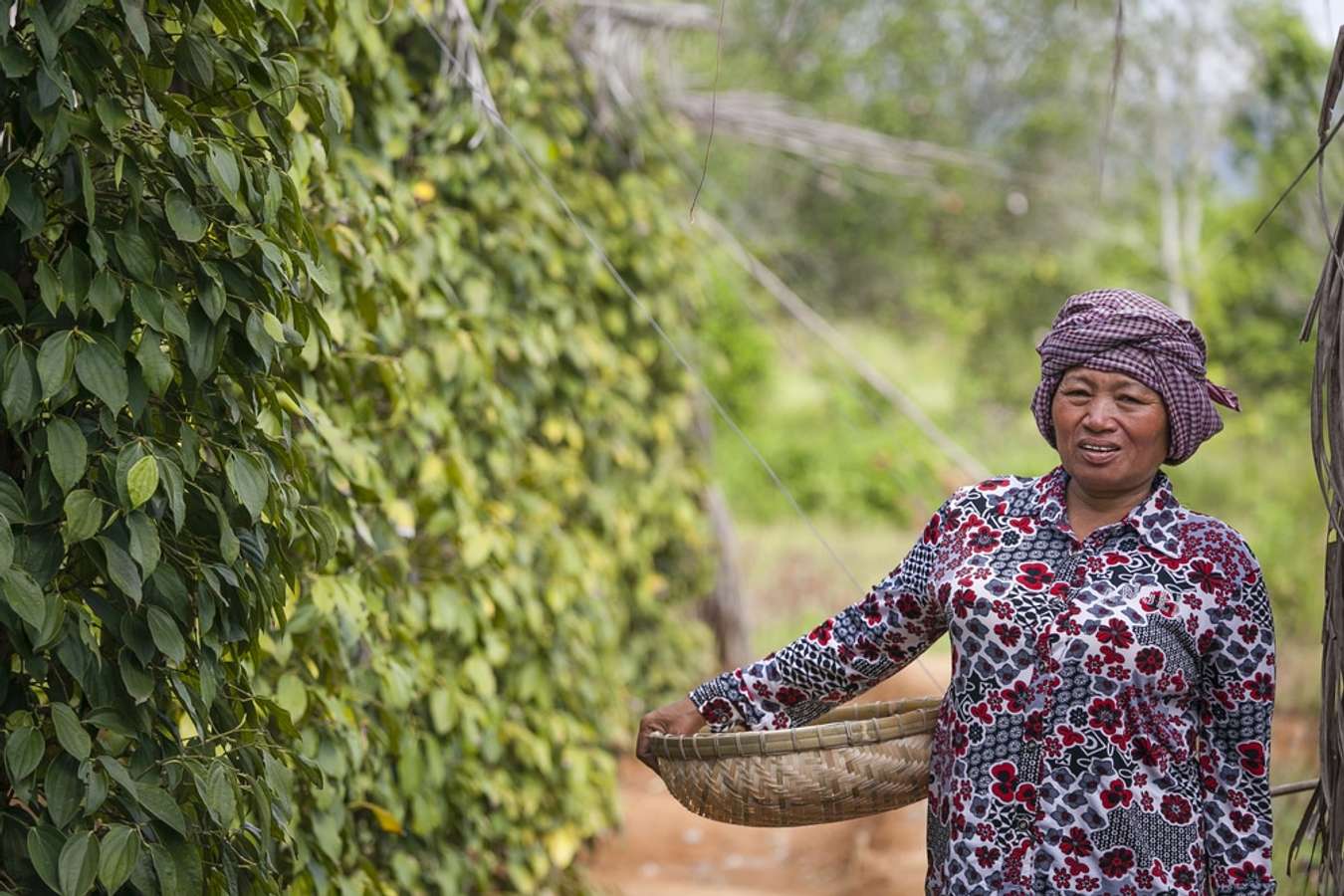 Vườn hồ tiêu tại Kampot