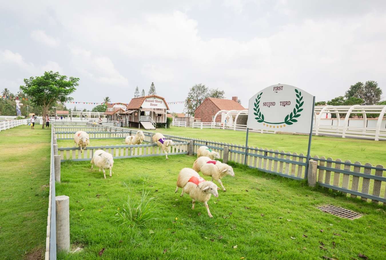 Pattaya Sheep Farm