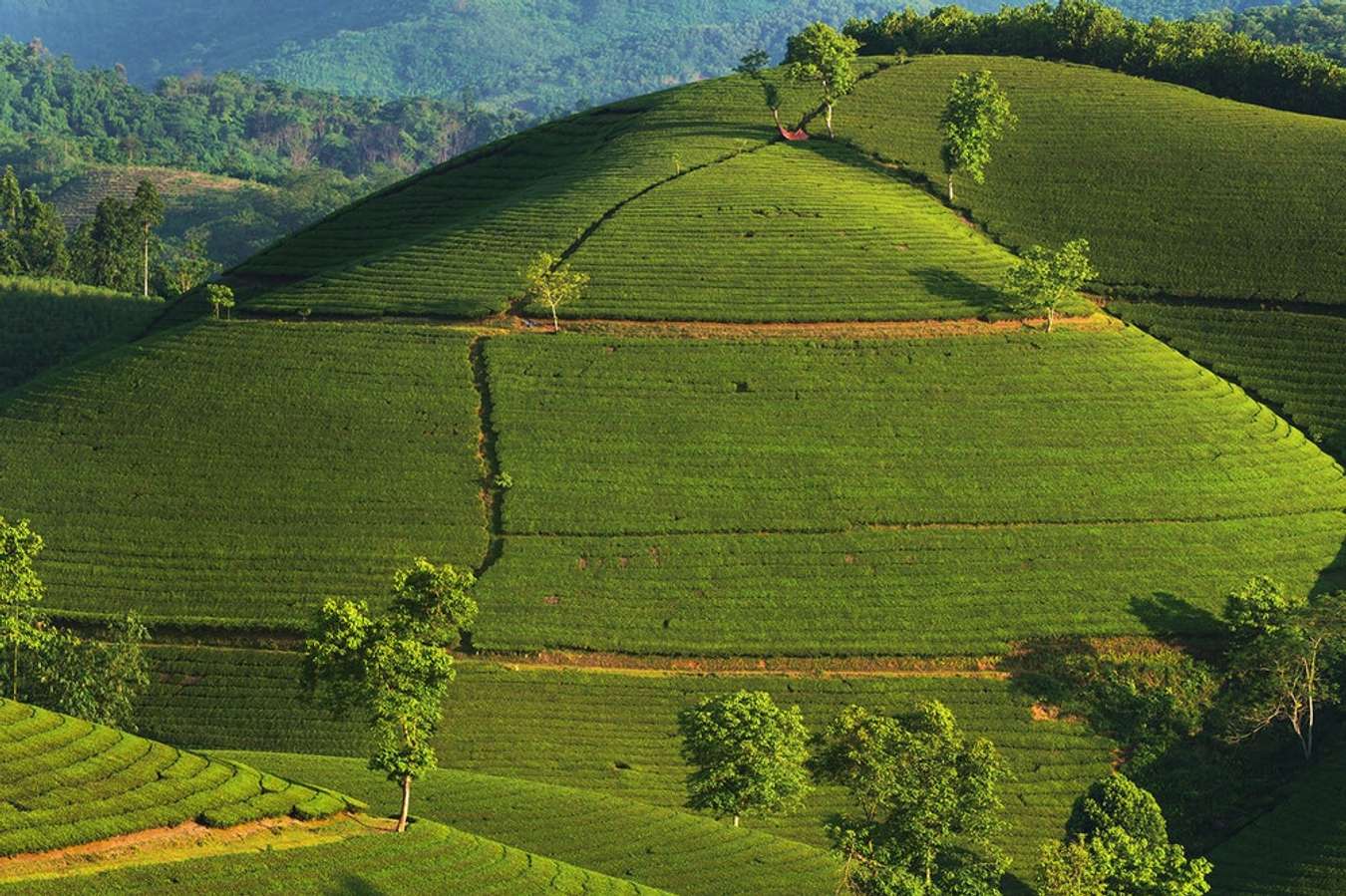 Đồi chè ở Phú Thọ