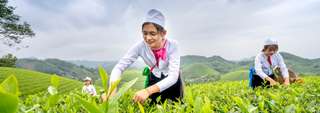 Đồi chè Long Cốc - Thiên đường du lịch mới ở Phú Thọ, Thao Nguyen