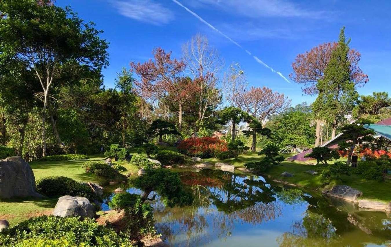 Maple leaf forest in Tuyen Lam lake