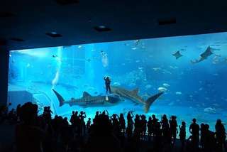 Memukau di Bawah Laut: Panduan Lengkap Mengunjungi Aquarium Penang, Traveloka MY