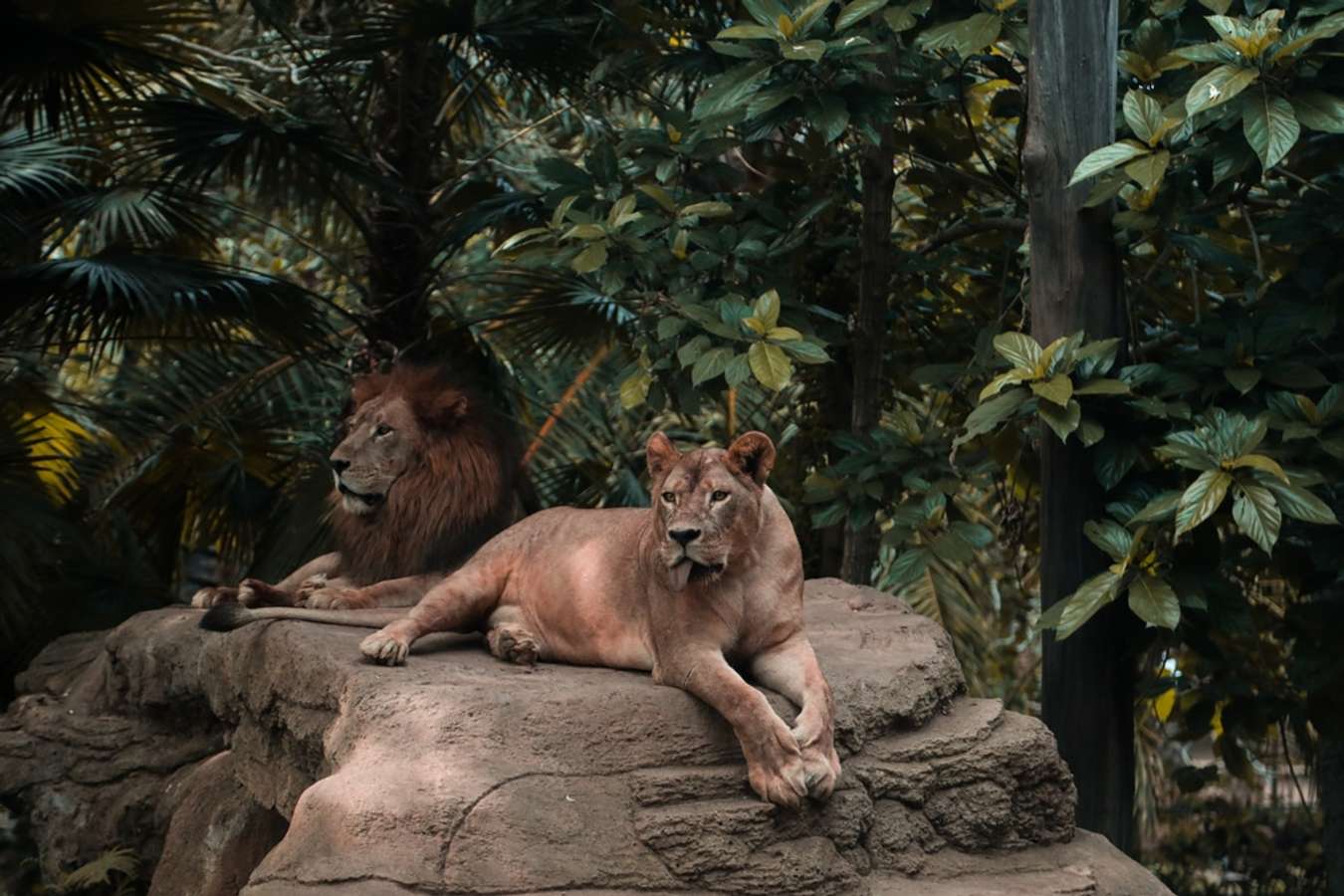 Khu bảo tồn Pair Of Lions at Bali Zoo