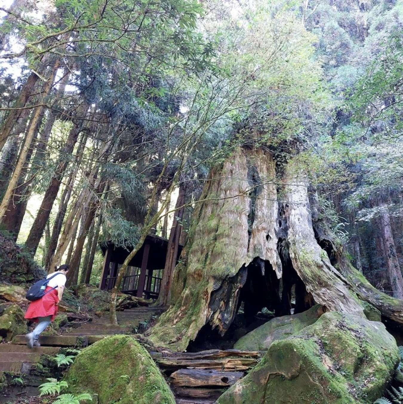 rừng Shanlinxi