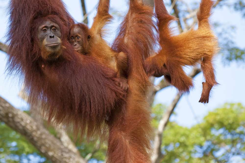 Best Places to See Orangutans in Borneo