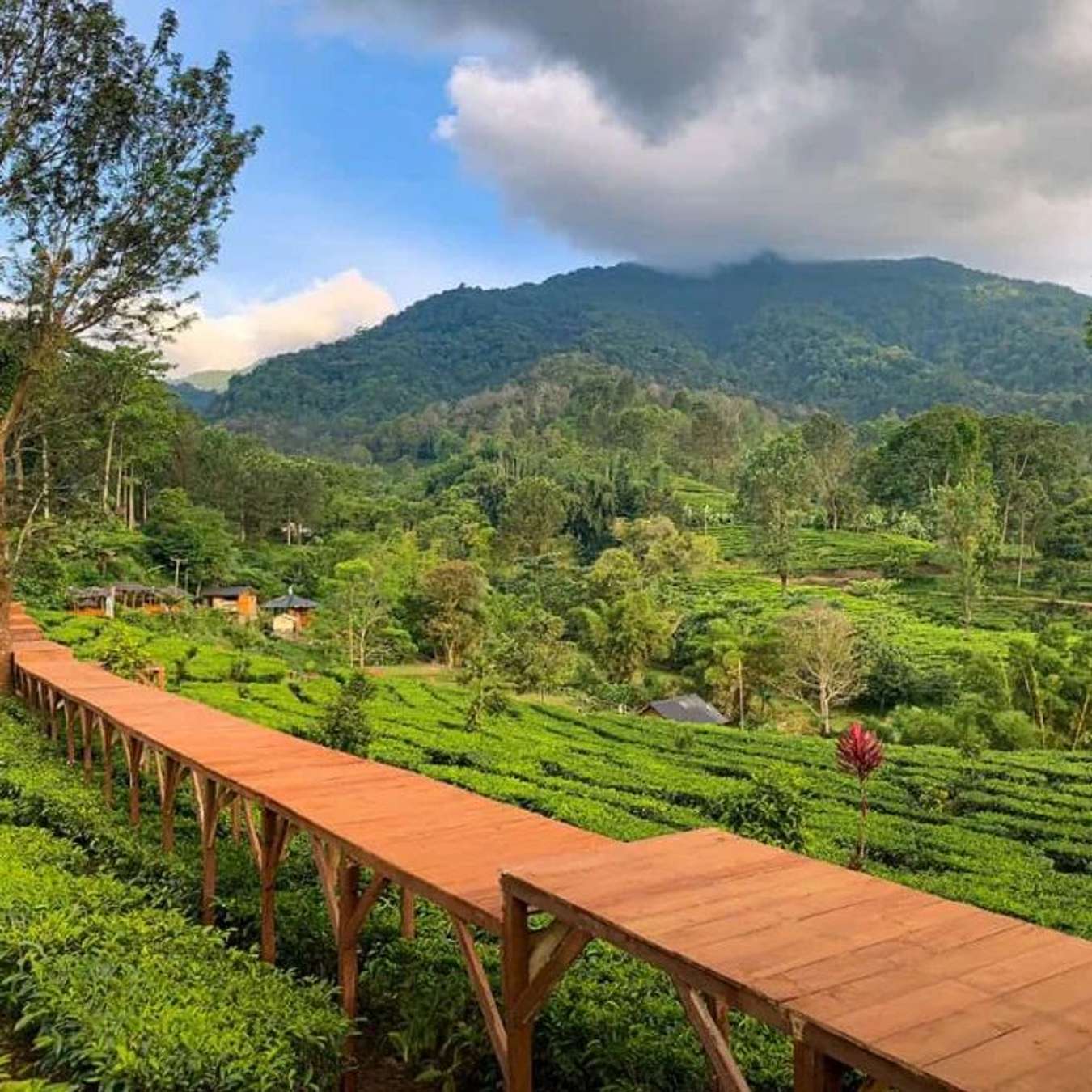 9 Tempat Wisata Puncak Terbaru 2023
