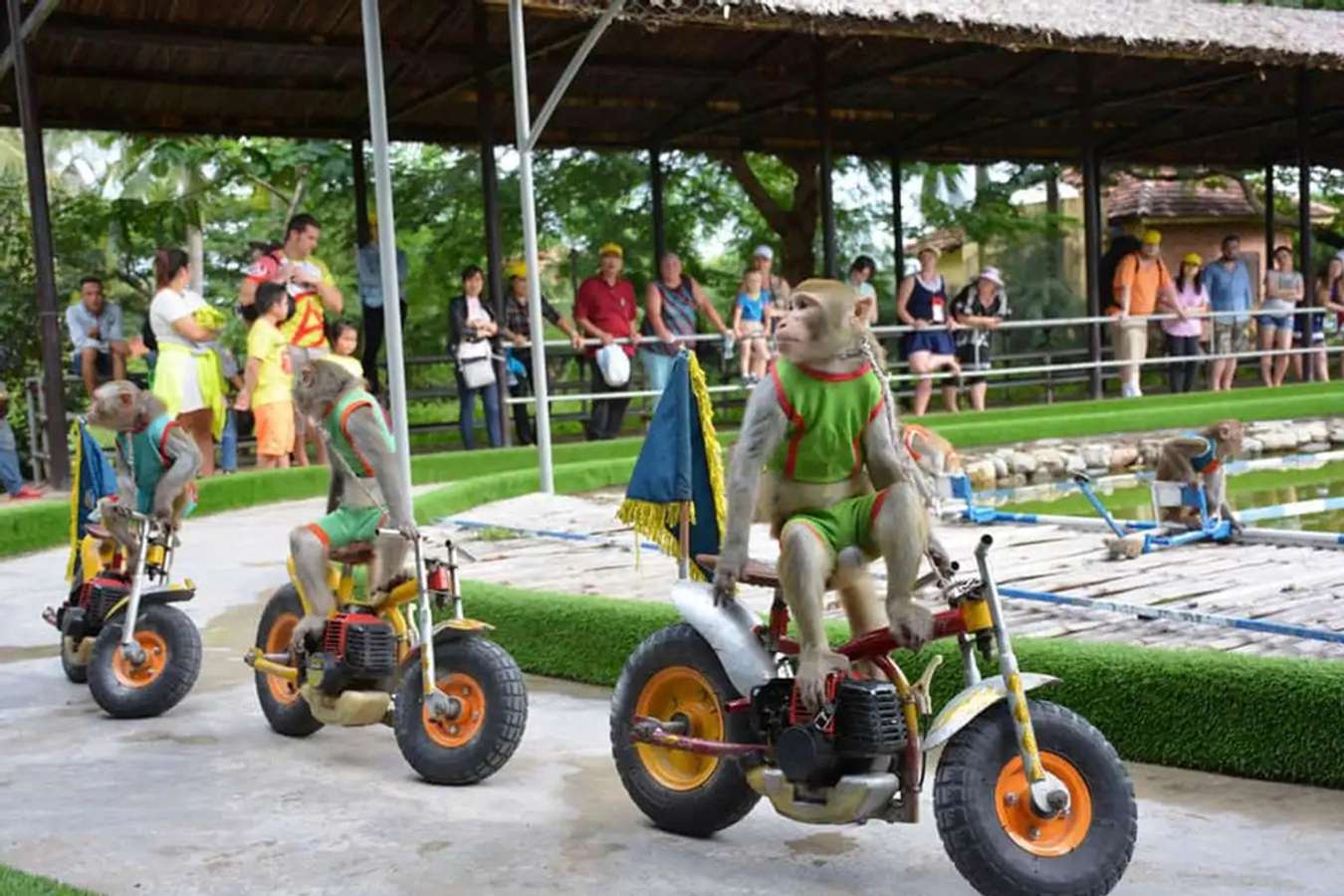 Khỉ đua mô tô
