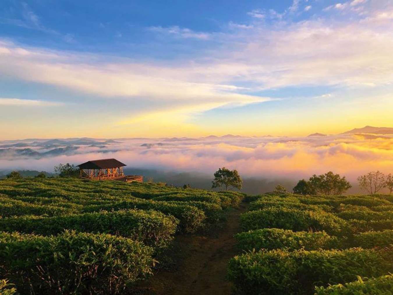 Săn mây tại đồi chè Cầu Đất 