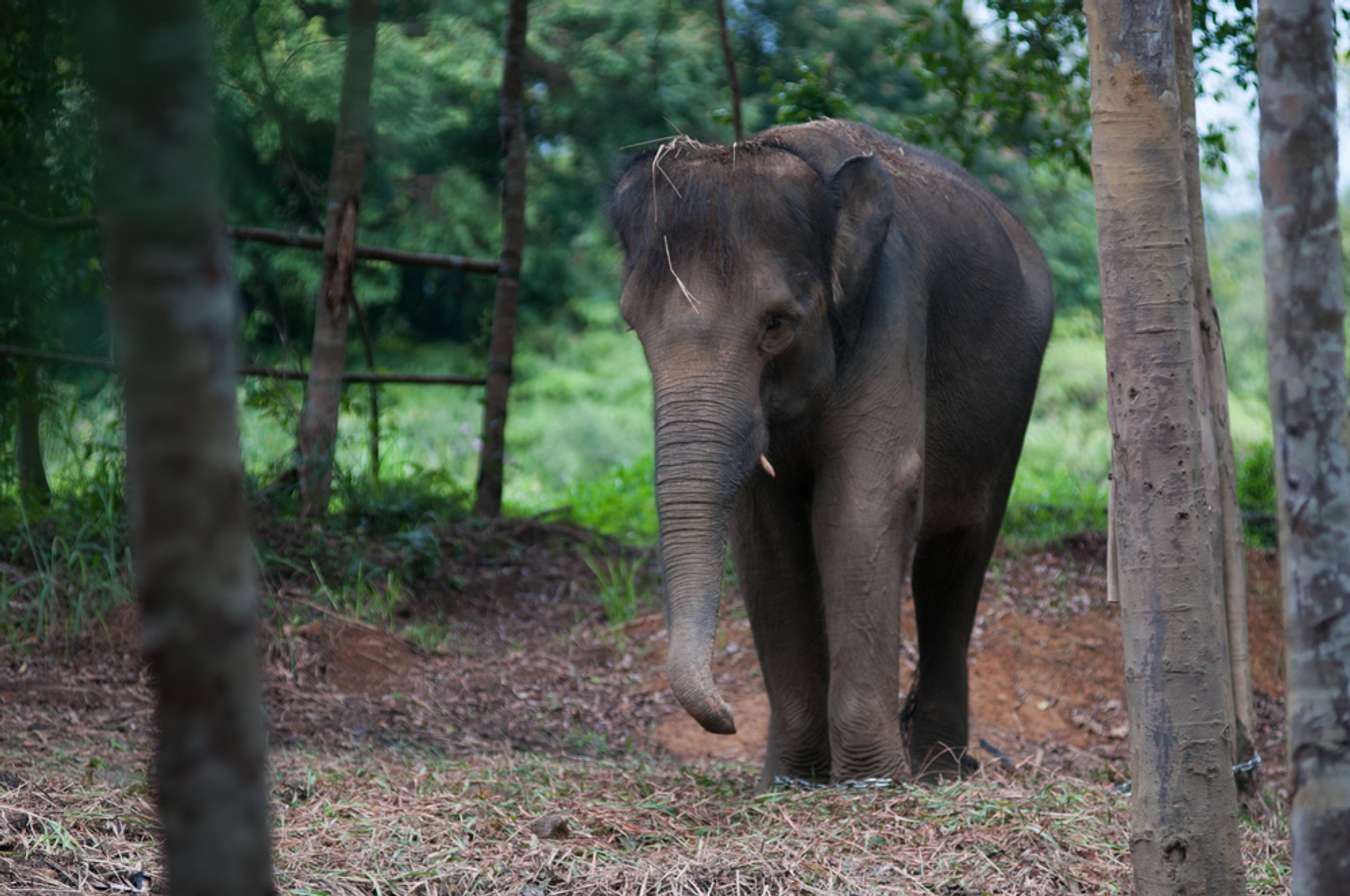 Bintan Elephant Park - Things to do in Riau Island