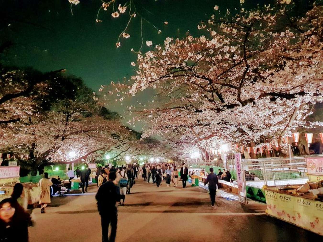 Công viên Ueno ở tokyo vào mùa hoa đào