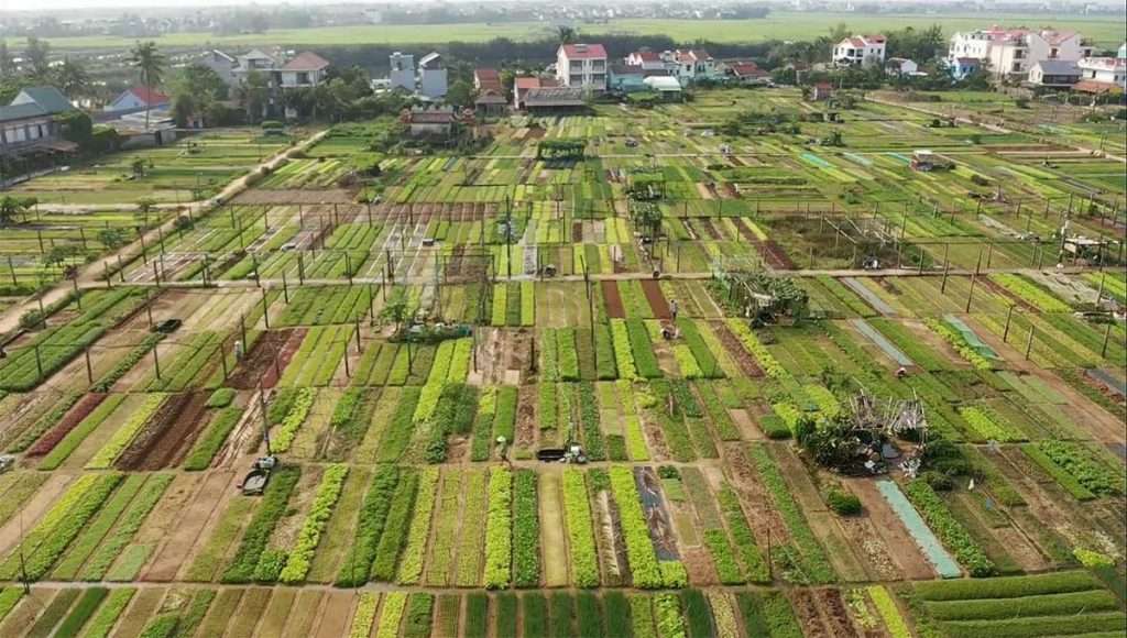 Hội Làm vườn huyện Quảng Ninh Giúp hội viên tiêu thụ nông sản trong dịch  Covid19