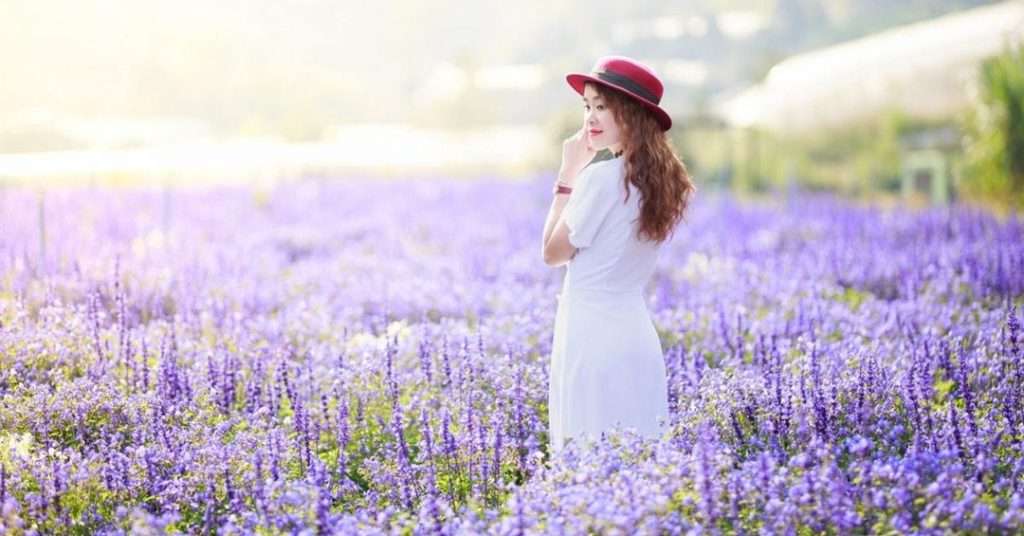 Cánh đồng hoa oải hương Lavender ở Pháp đẹp mộng mơ - NON