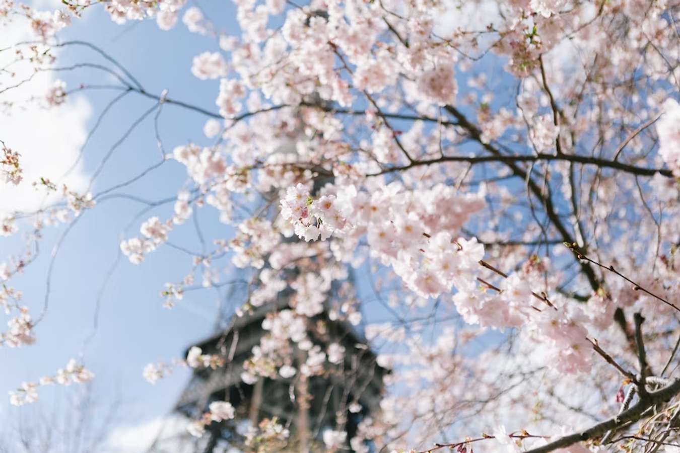 Where Do Cherry Blossoms Bloom Around the World?