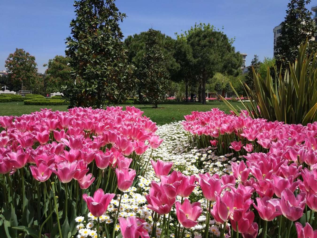 Istanbul Tulip Festival