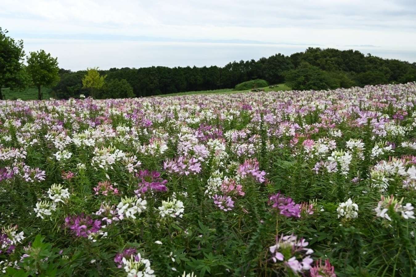 Công viên Awaji Hana Sajiki