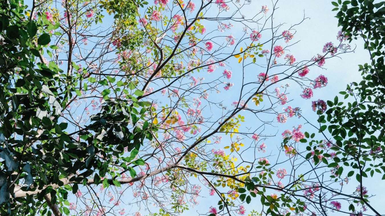 mùa hoa kèn hồng Sài Gòn
