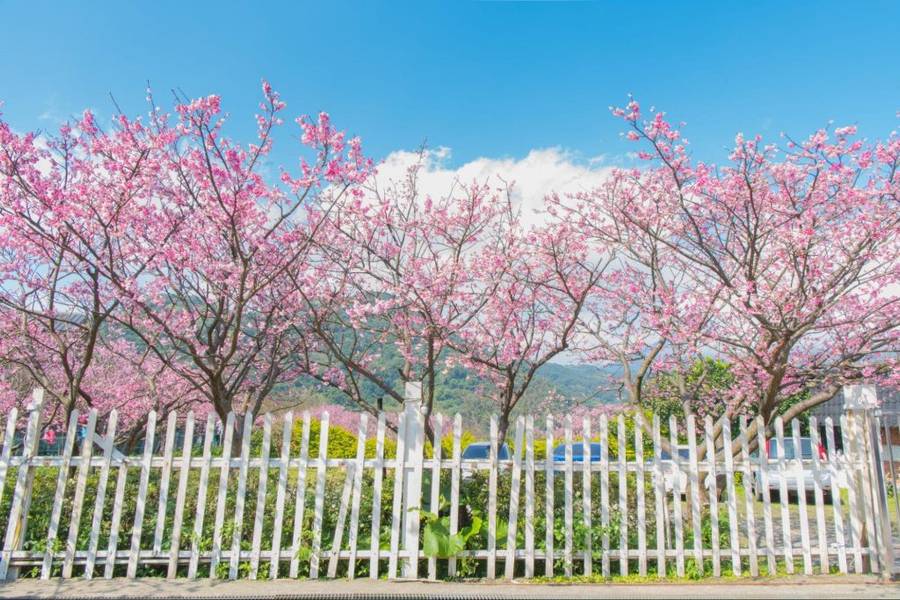 Lịch ngắm hoa anh đào Đài Loan | mùa hoa anh đào đài loan | du lịch Đài Loan mùa hoa anh đào