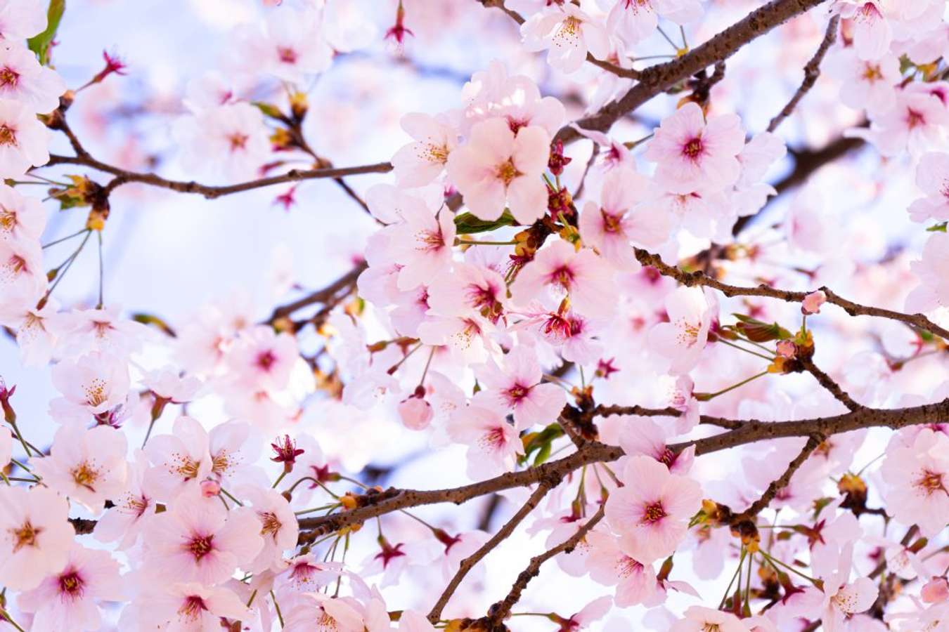 lịch ngắm hoa anh đào hàn quốc