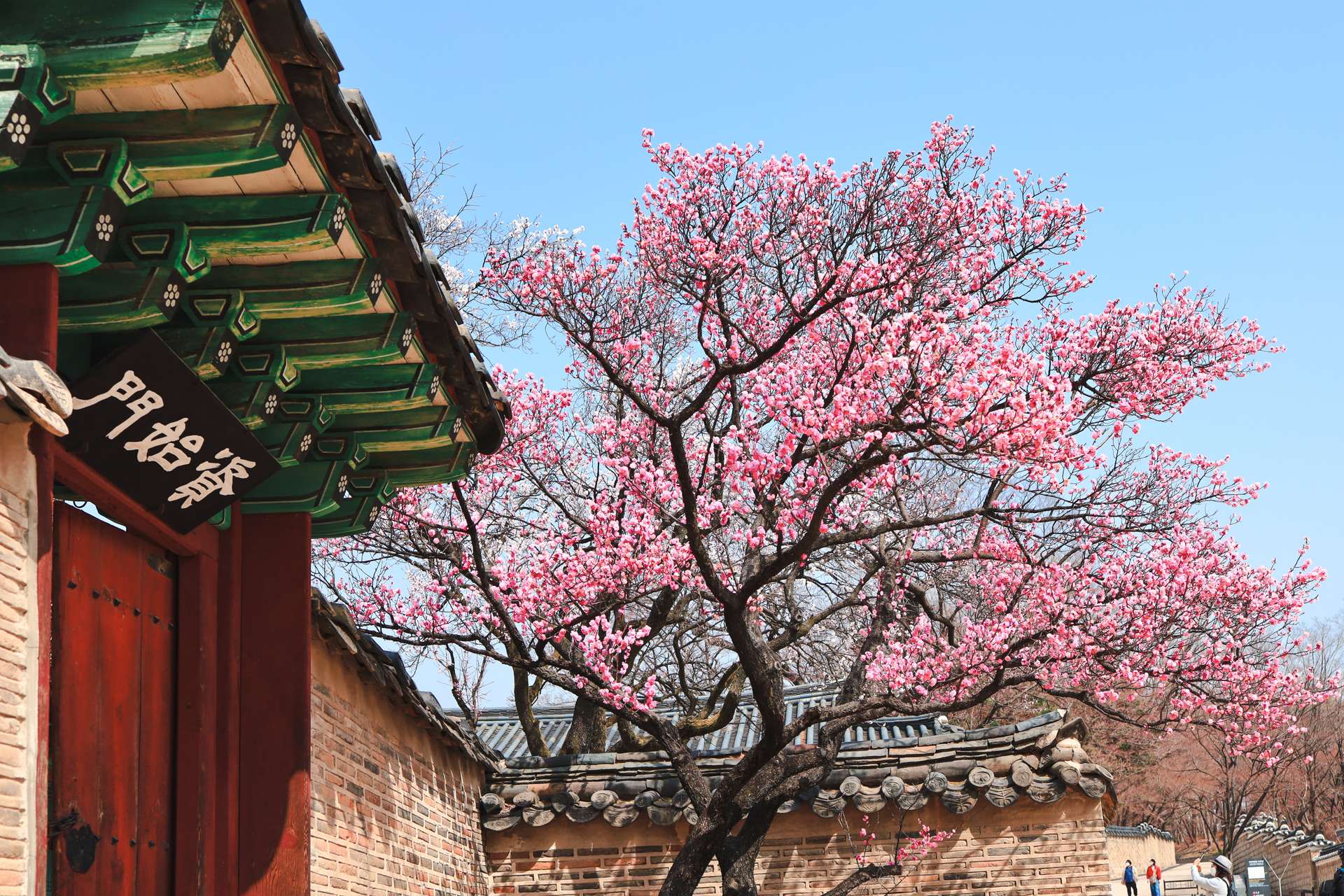Cập nhật lịch ngắm hoa anh đào Hàn Quốc 2023 để bắt trọn mùa hoa