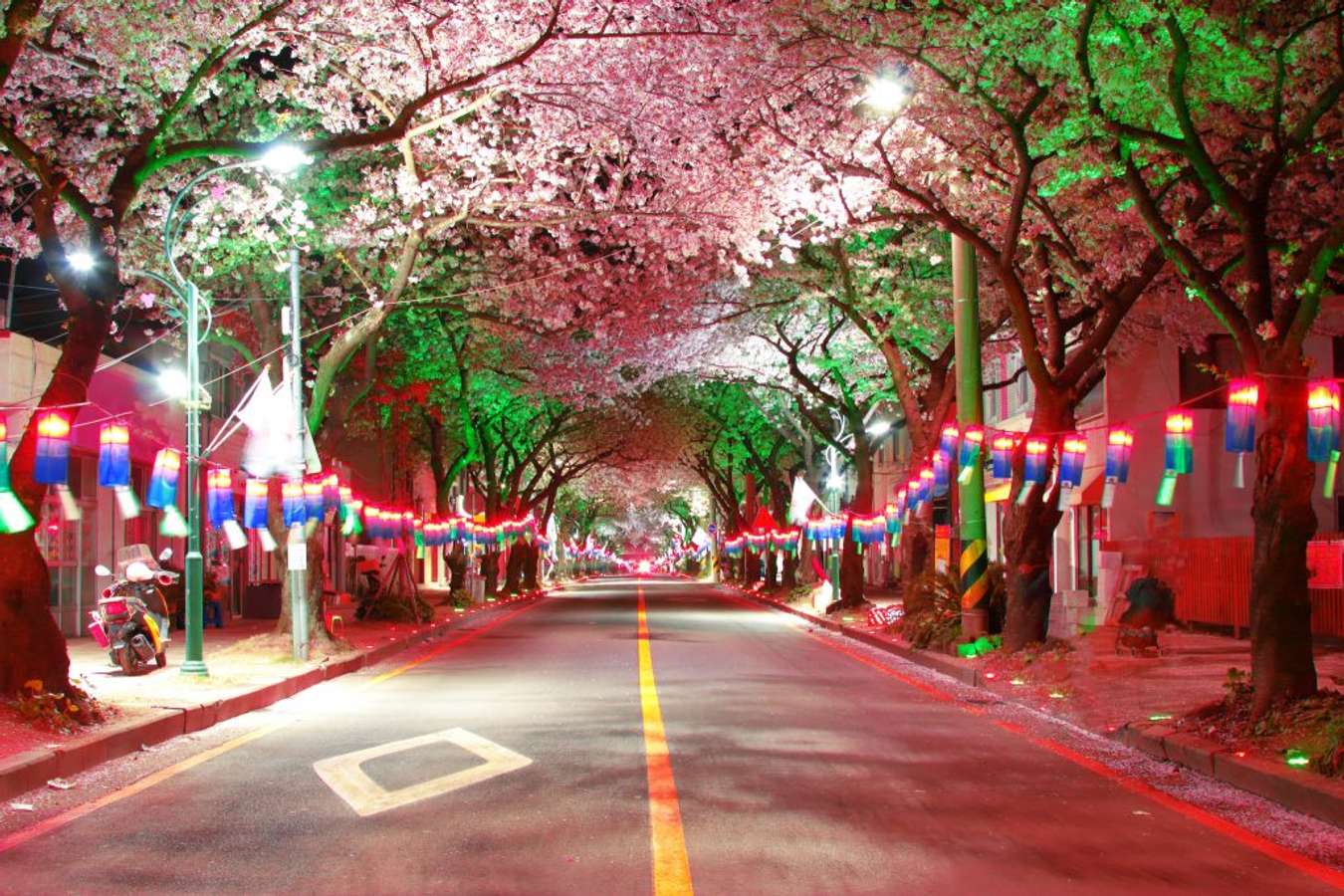 lịch ngắm hoa anh đào hàn quốc