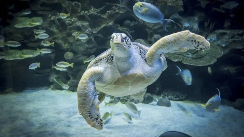 Aquaria KLCC - Aktiviti Cuti Sekolah