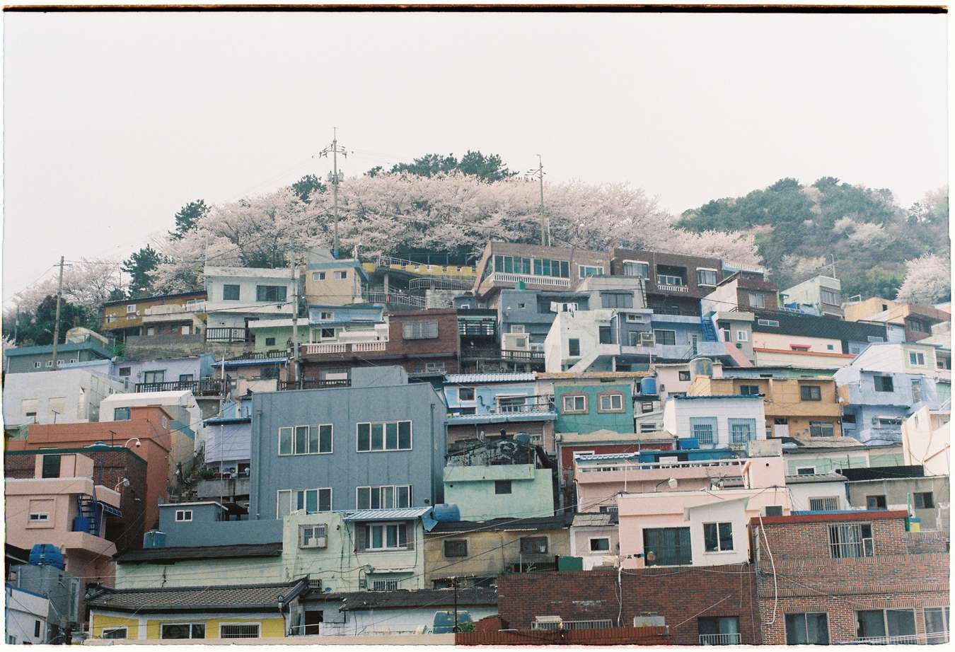 Busan cảnh đẹp Hàn Quốc mùa xuân