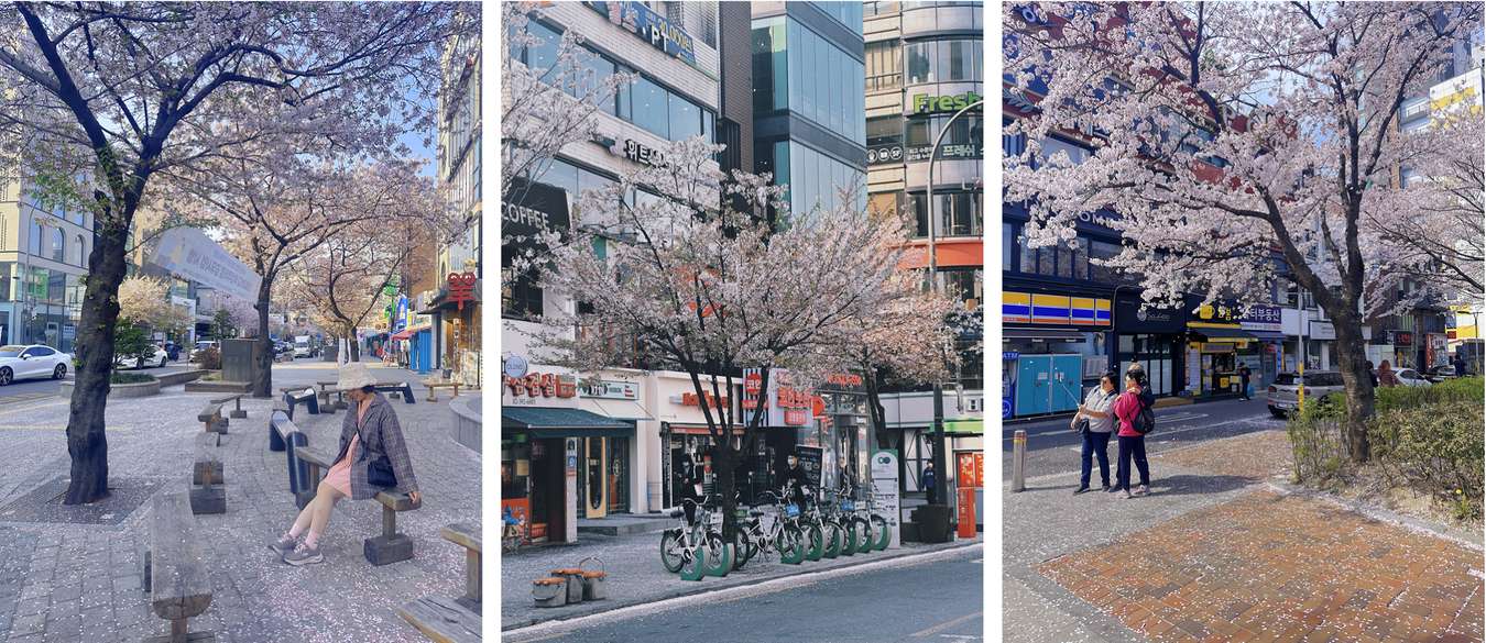 Seoul cảnh đẹp Hàn Quốc mùa xuân