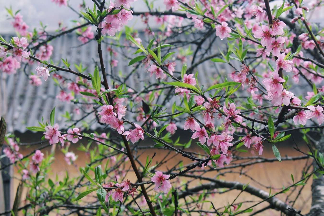 Lao Xa mùa xuân - những ngày đầy sương