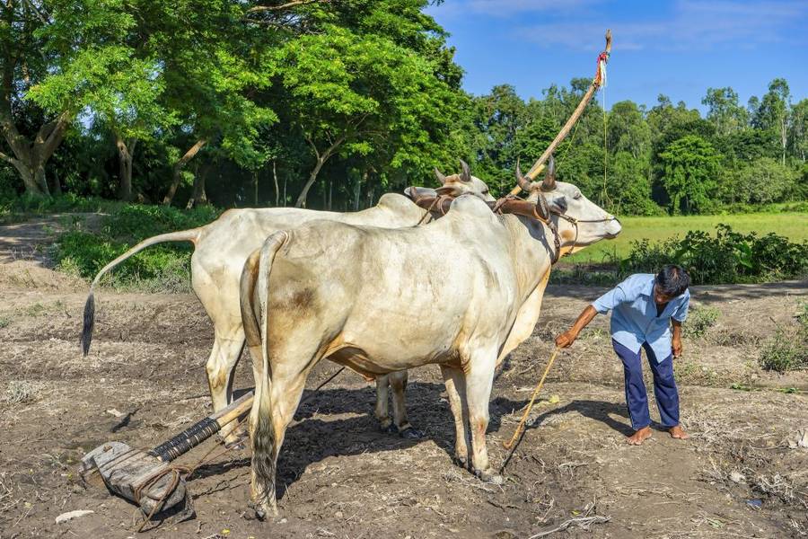 lễ hội đua bò An Giang