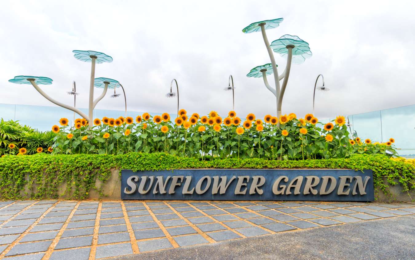 Sunflower Garden - Changi Transit