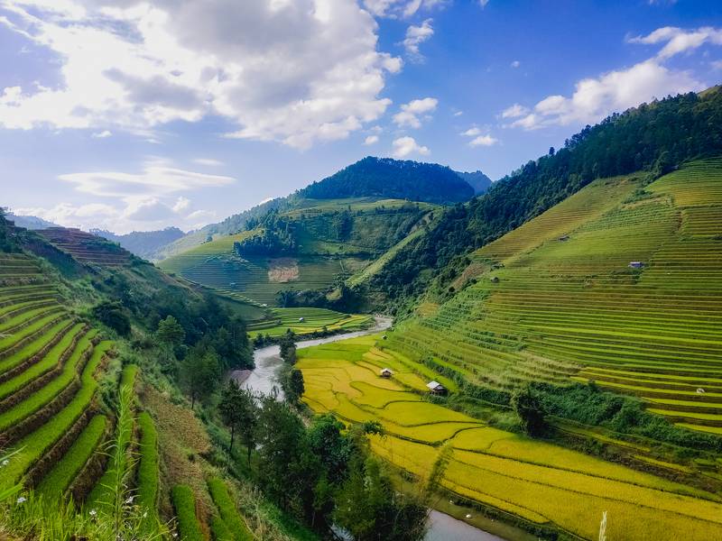 mùa lúa chín mù cang chải
